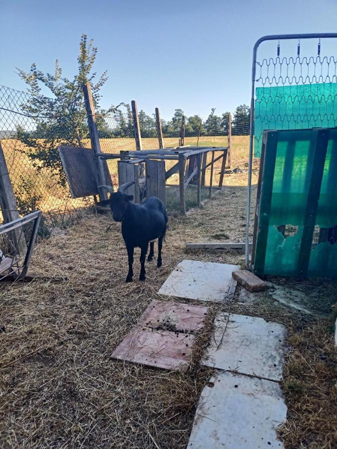 塞尔·迪·拉波拉诺Agriturismo Podere La Selva别墅 外观 照片