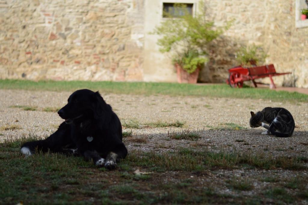 塞尔·迪·拉波拉诺Agriturismo Podere La Selva别墅 外观 照片